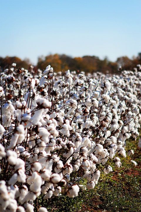 cotton